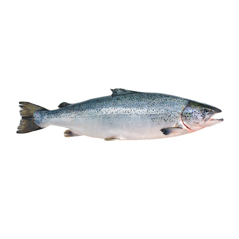 Fresh Salmon – Hilo Fish Co.