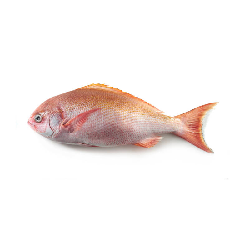 Fresh Snapper – Hilo Fish Co.