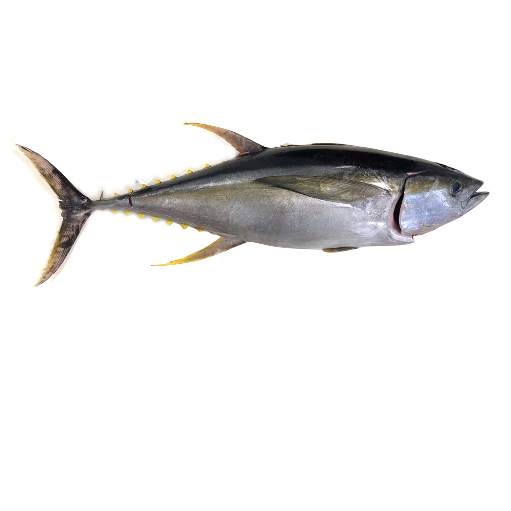 Fresh Yellowfin Tuna – Hilo Fish Co.