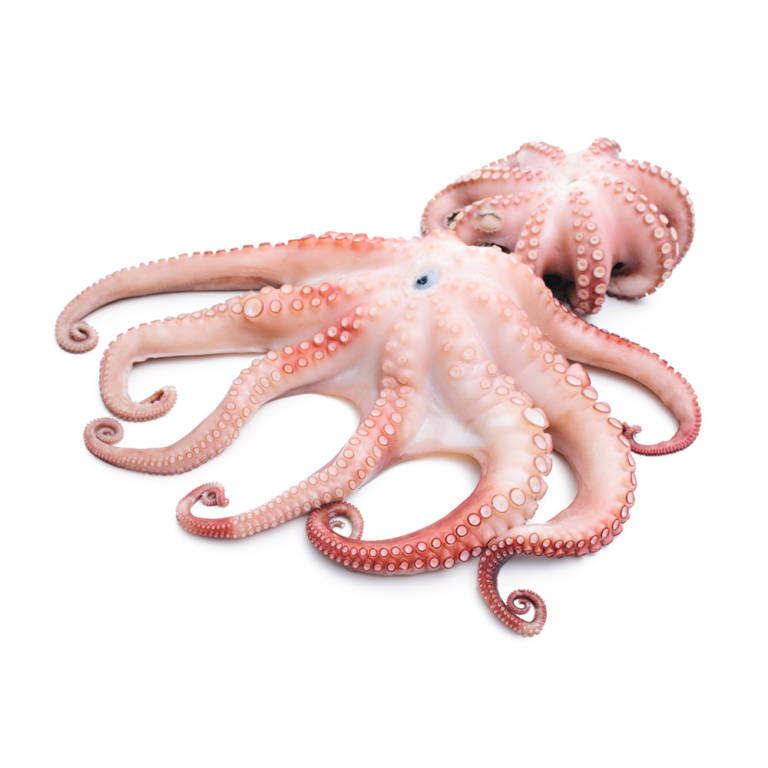 Octopus – Hilo Fish Co.