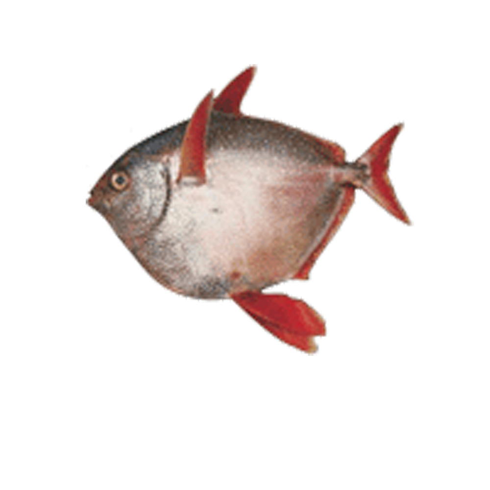 Fresh Opah (Moonfish) - Hilo Fish Co.