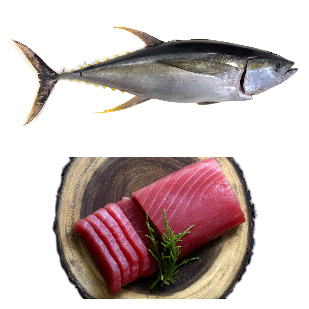 Frozen Yellowfin Tuna – Hilo Fish Co.